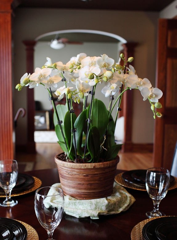 esstisch mahlzeit stattfinden farbtöne weiße orchidee kontrast