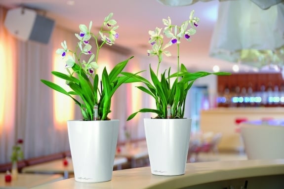 küche frische note geben orchidee blumen töpfe