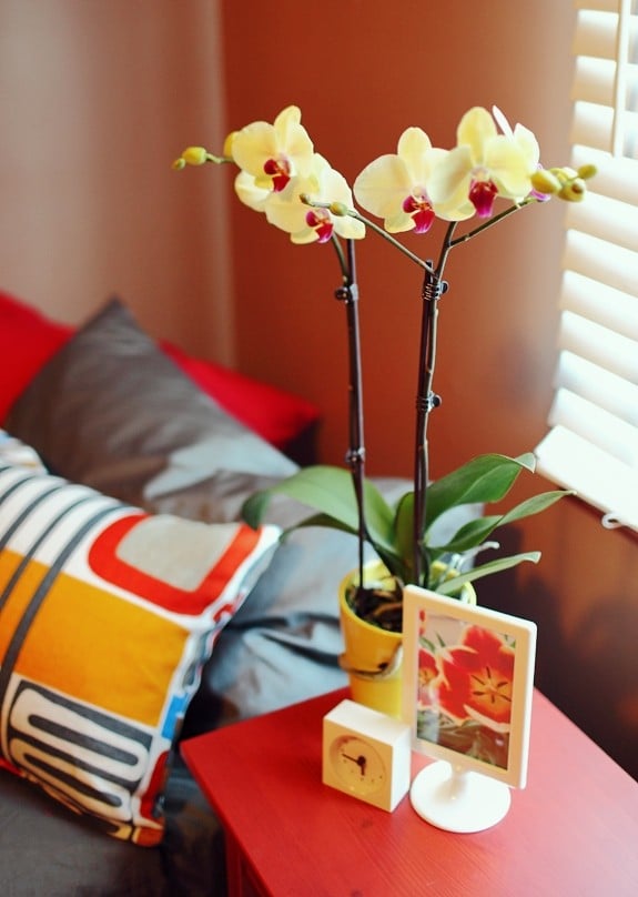 gelb und rosa farben orchidee rot nuance