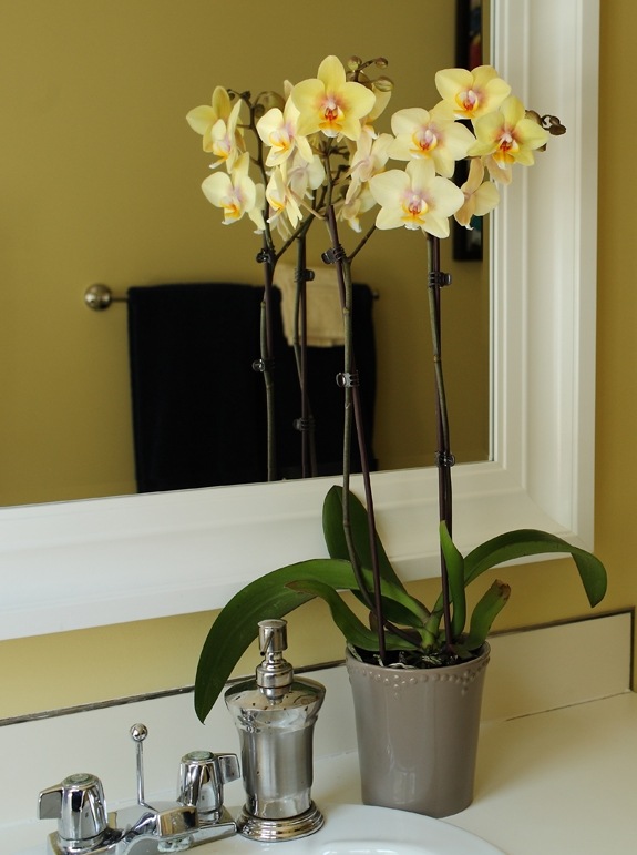 badezimmer gelb orchideen zwei stück hell sauber