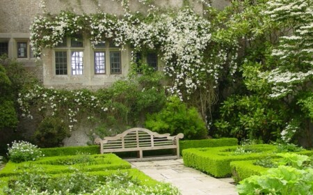 Clematis-Alba-Normandy-weiss-fassade-englischer-garten