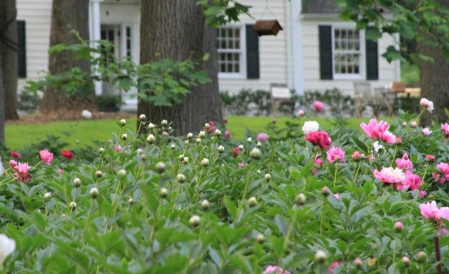 Landhausstil gestalten Pfingstrose wild rosa Blüten
