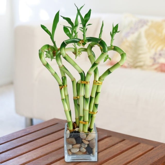 lucky bamboo geschenk form herz kies glas vase quadrat