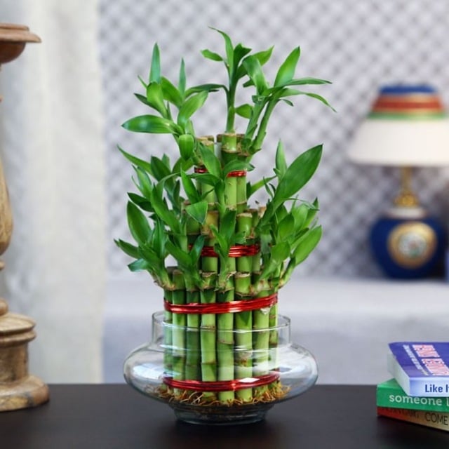 Glücksbringer lucky bamboo glas vase drei stufen pflege