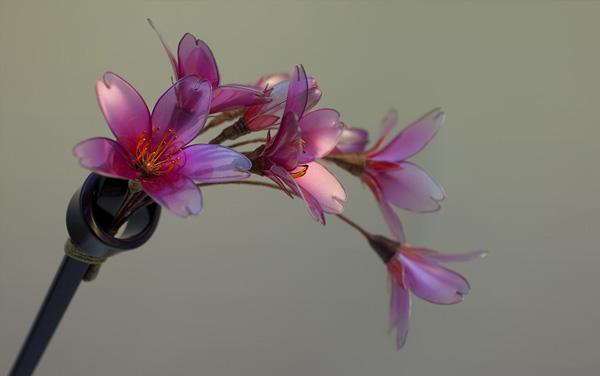 Kanzashi lila blüten elegant talent künstlerin sakae