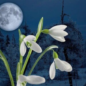 Mondkalender-2014-für-Garten-mond-blumen-schnee-winter-tipps-ernte