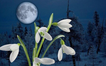 Mondkalender-2014-für-Garten-mond-blumen-schnee-winter-tipps-ernte