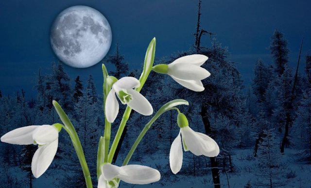 Mondkalender 2014 für Garten mond blumen schnee winter tipps ernte