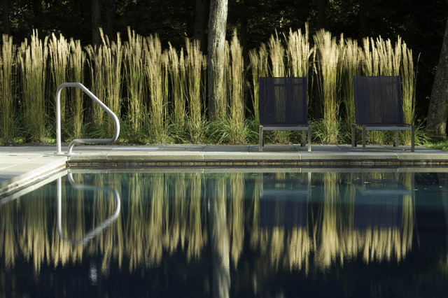 Pool im Garten Ziergras Sichtschutz Gestaltungsideen Hobby Gärtner Sommer