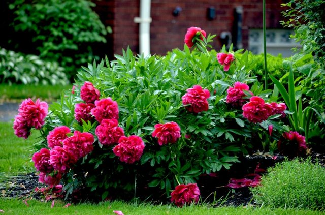 Strauch rosa Blüten Vorgarten gestalten Ideen Frühling