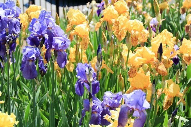 Garten kombinieren frische Blumen gelb lila Farbe