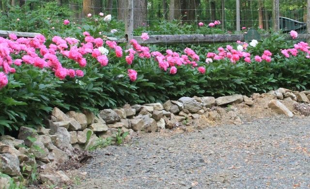 Stützmauer rosa Pfingstrosen Kiesweg Frühling Blüten