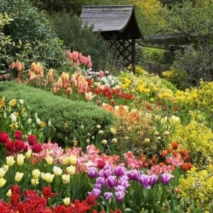 Traumgarten Sommer Gestaltung Ideen frische Blumen grundlegende Elemente