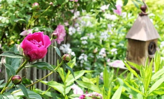 Pfingstrose rosa Farbe Gartenzaun Sichtschutz Strauch
