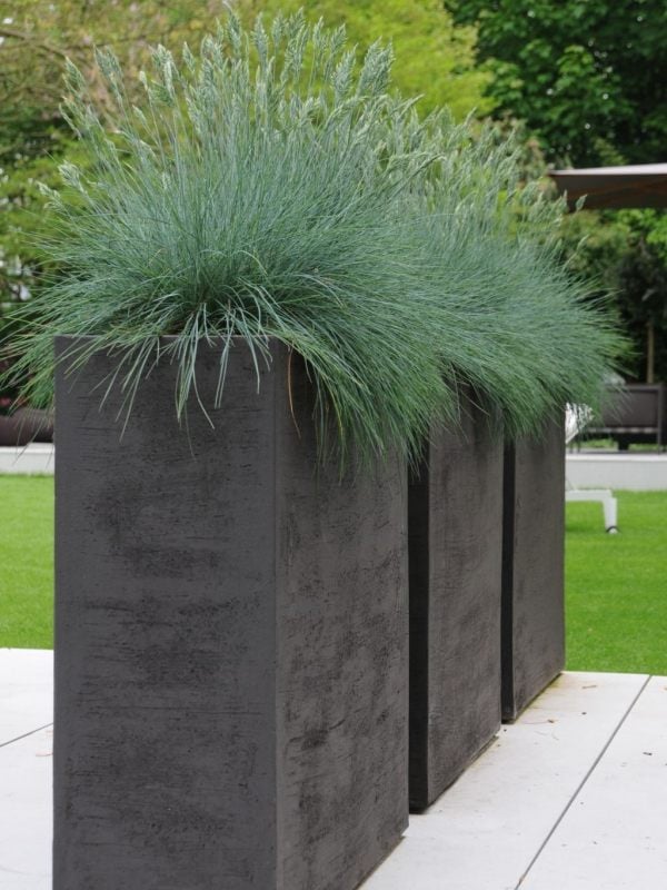 Ziergras pflege Garten Pflanzenkübel geometrische form