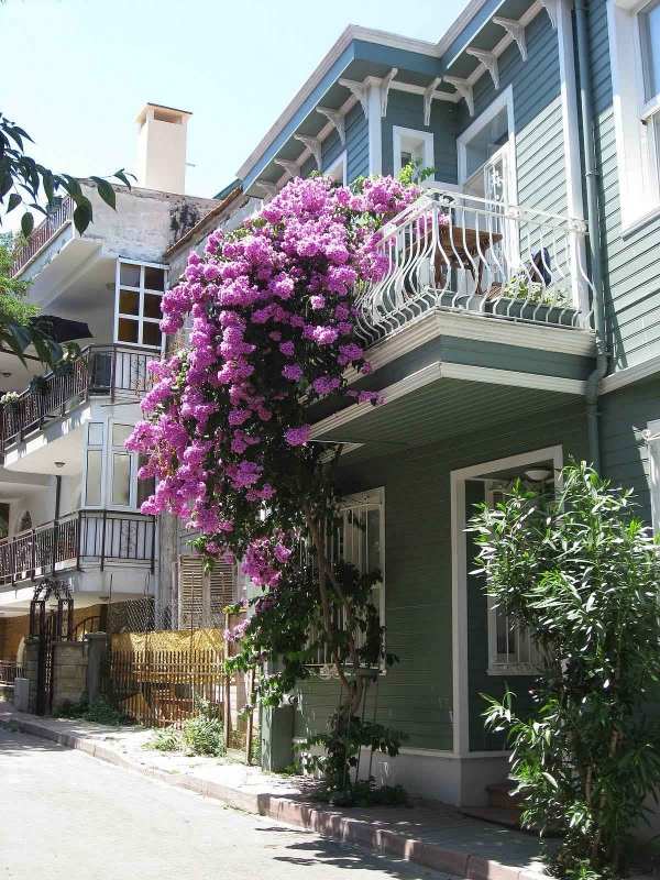blühender balkon mit hängeblumen ideen für grüne oase 