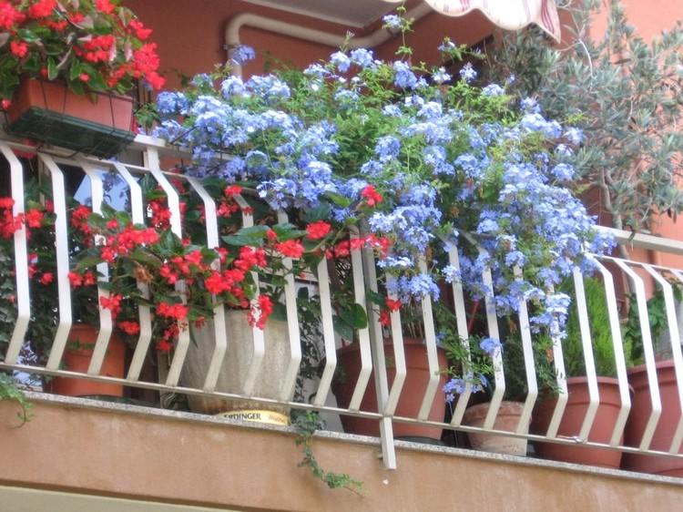 balkonpflanzen-arrangieren-perlagonien-blau-sichtschutz