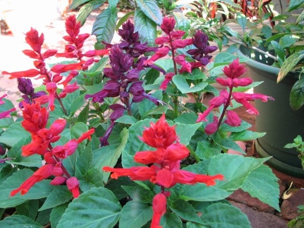 ideen für pflegeleichte balkonpflanzen-Feuersalbei Salvia-splendens