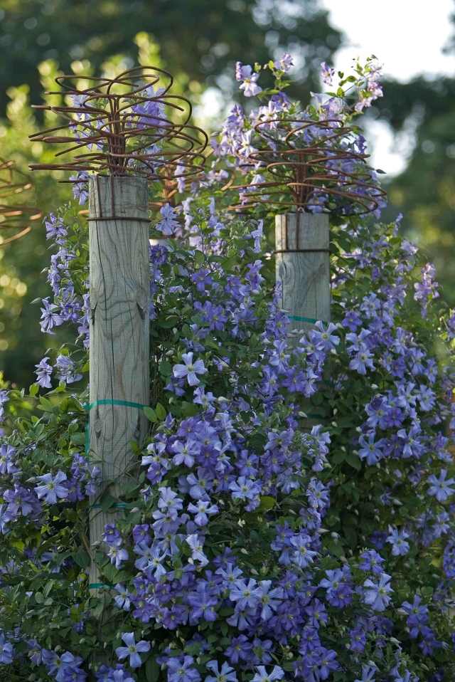 clematis garten kletterpflanze sorten pflege wunderschön blaue blüten
