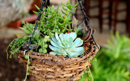 deko im garten haengender blumentopf sukkulenten originell