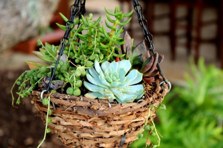 deko im garten haengender blumentopf sukkulenten originell