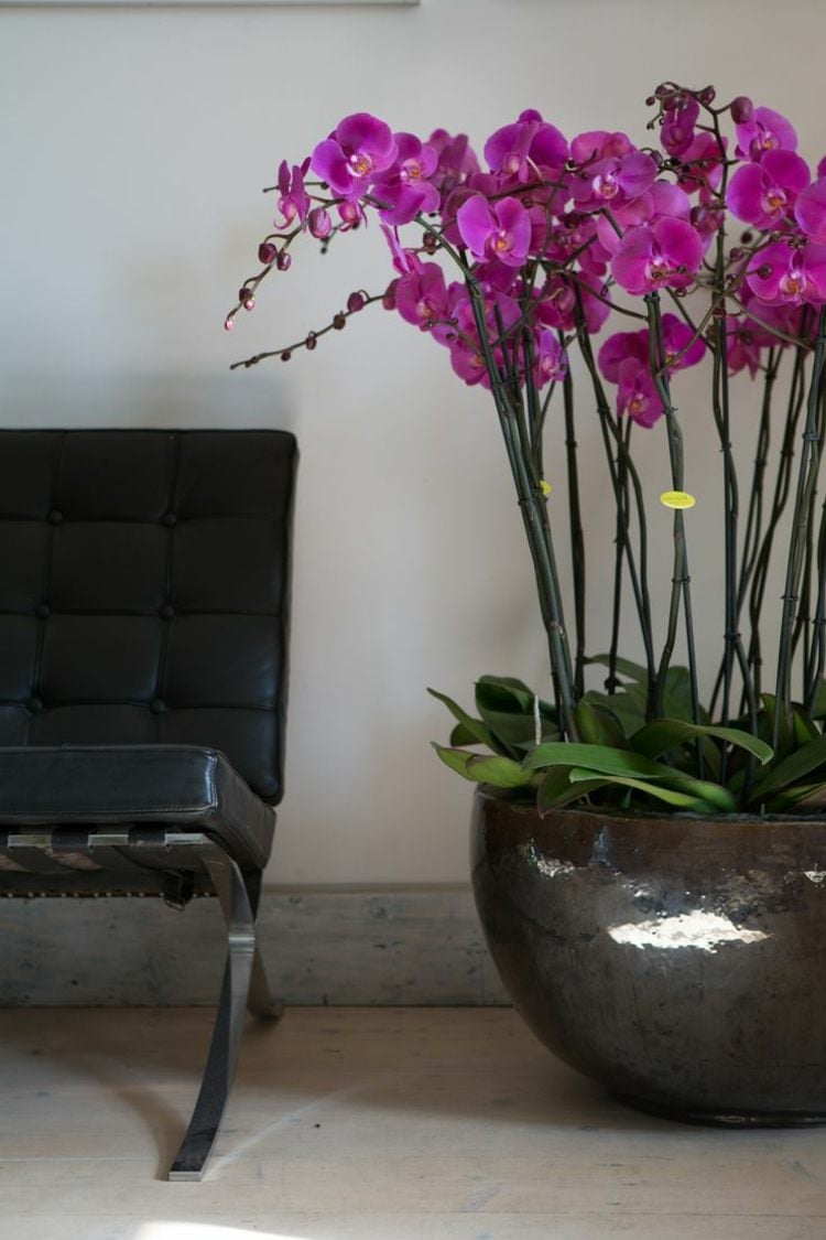 deko mit blumen orchideen purpur farbe pflanzkuebel elegant leder stuhl schwarz