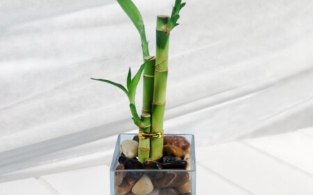 drei-stangen-lucky-bamboo-symbol-glueck-leben