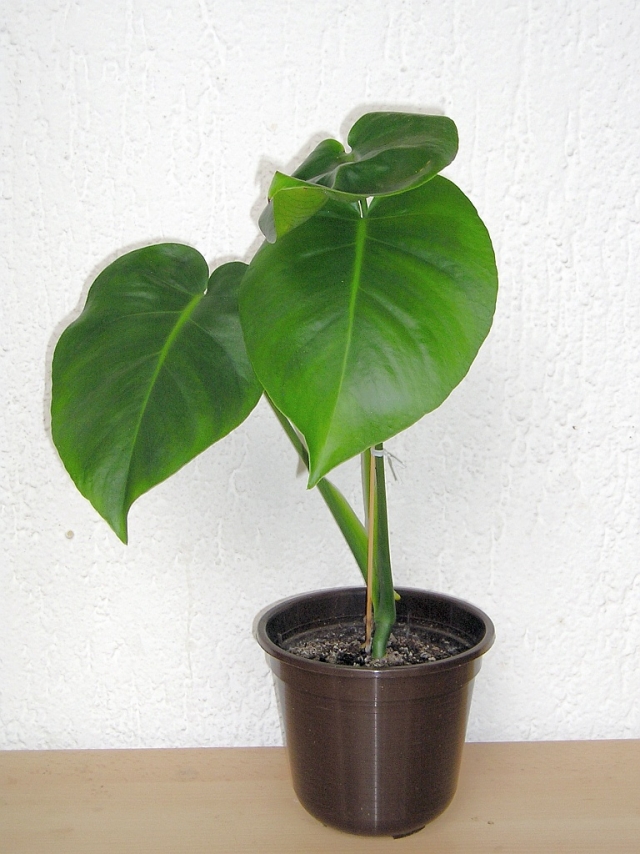 feng-shui-monstera-zimmerpflanzen-grün-blätter-topf-zimmer-platz-finden