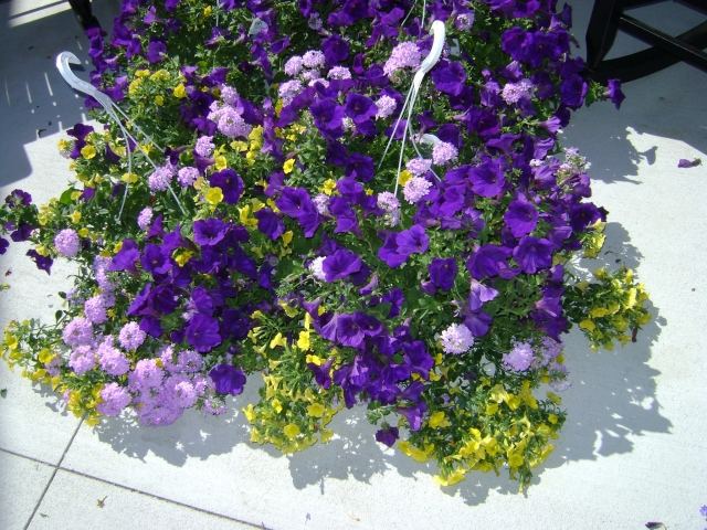 hängepflanzen blumenampel kunststoff balkon lila gelb
