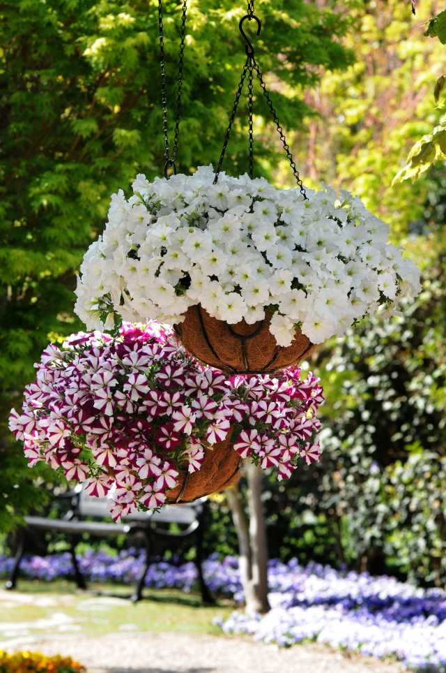 hangepflanzen blumenampeln balkon petunia weiß lila
