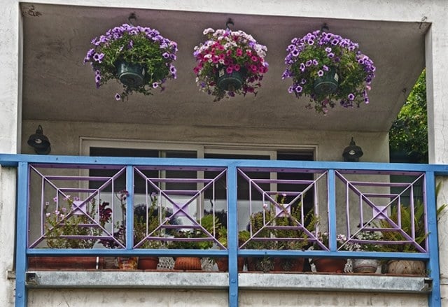 hangepflanzen blumenampeln balkon petunien blütenpracht