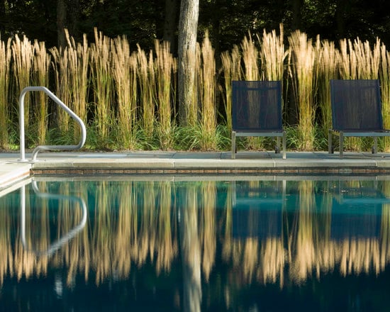 hohe Ziergräser Poolrand Schilf Pflanzen Sichtschutz Gartengestaltung Ideen