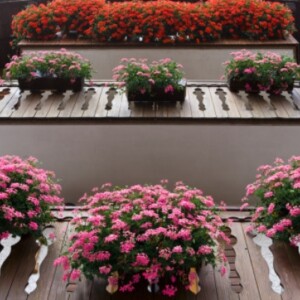 Rosa blüten duftende Balkonpflanzen-Balkon schmücken