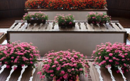 Rosa blüten duftende Balkonpflanzen-Balkon schmücken