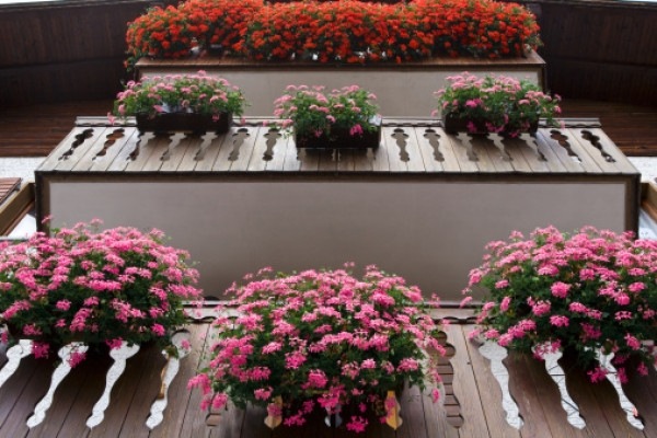 Rosa blüten duftende Balkonpflanzen-Balkon schmücken 