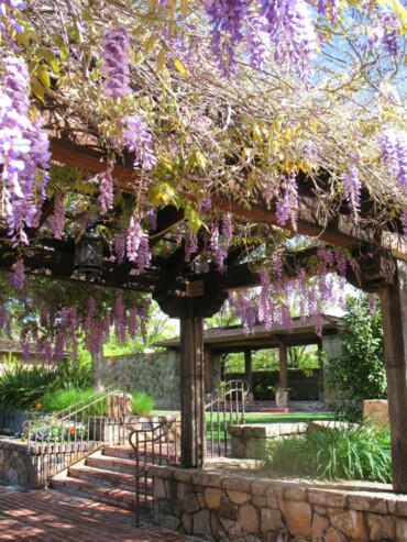 pergola begrünen blauregen idee romantisch blueten garten