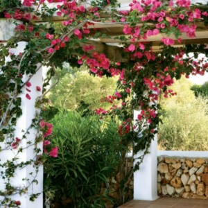 pergola begrünen rosen pink weiss holz kletterpflanzen ideen