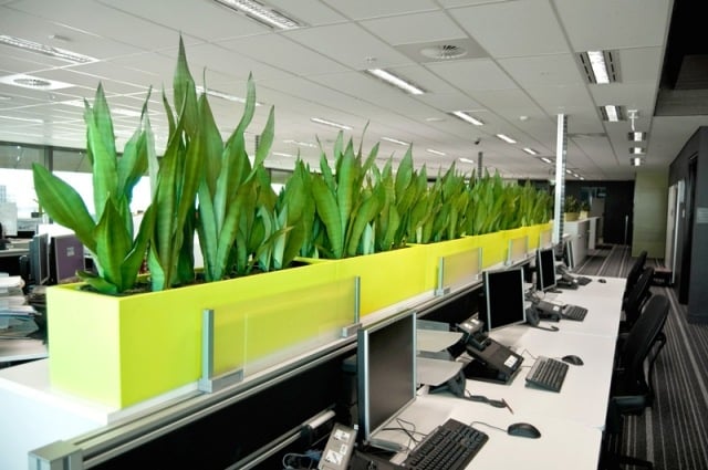 pflanzenkübel am arbeitsplatz sichtschutz-viel Grün-Büro 