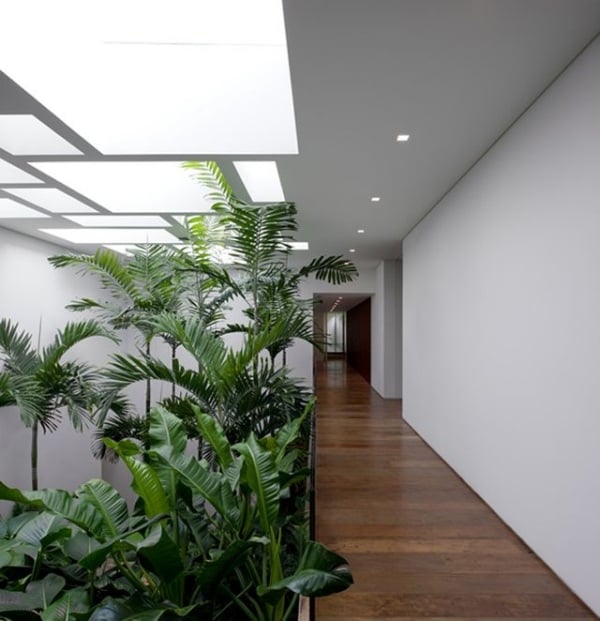 philodendron farne grünpflanzen indoor-garten büroräume auffrischen