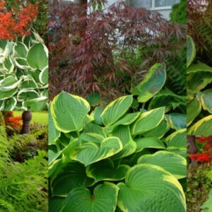 schattenliebende Pflanzen frische Farben kombinieren Ideen