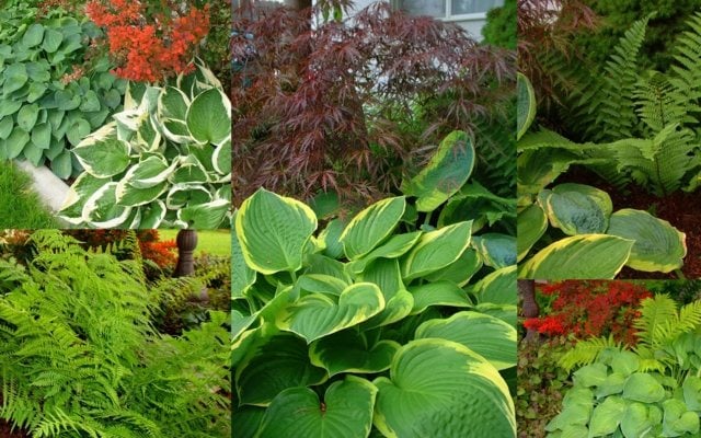 Pflanzen frische Farben kombinieren Ideen Farne