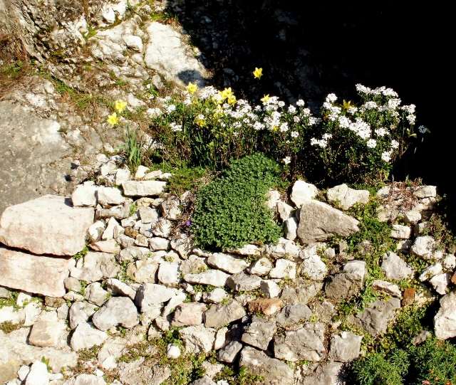 steingarten anlegen ideen mit feldsteinen moss narzisse bodendecker zwischen steine
