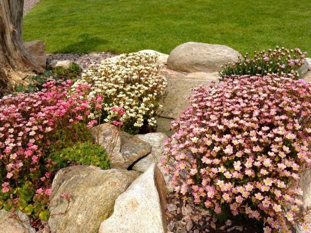 steingarten anlegen polstestauden rosa blüten