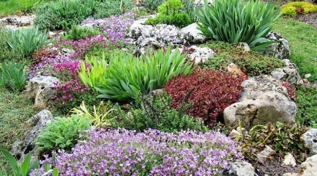steingarten anlegen bepflanzen sorten farbtupfer bodendecker