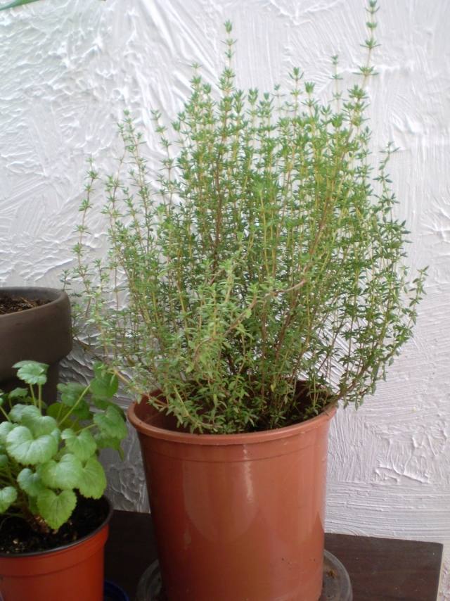thymian-blumentopf-krauter-balkon-pflanzen