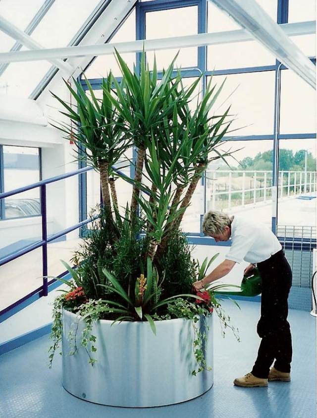exotische pflanzen Büroraum geeignete Pflanzenarten-Pflege Tipps