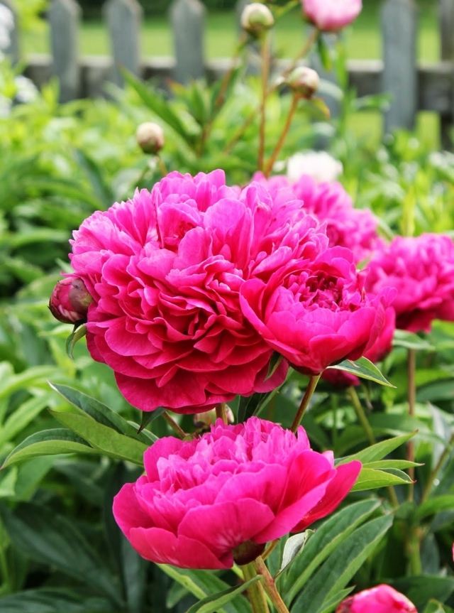 Päonien Garten rosa Blüten Edel Pfingstrose Vorgarten Frühling
