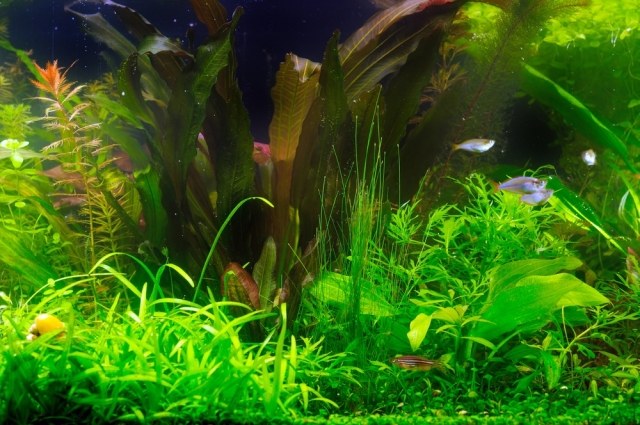 Wasserpflanzen für Aquarium