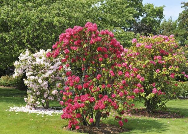 Gestaltung Rhododendron Sträucher Pflanze kommt Japan