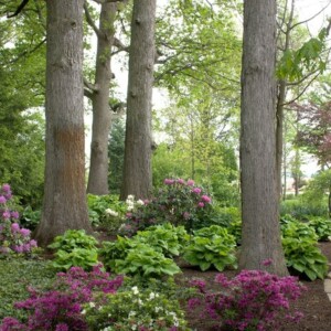 Rhododendron Landschaft kombiniert mit Azalea Blumen schön